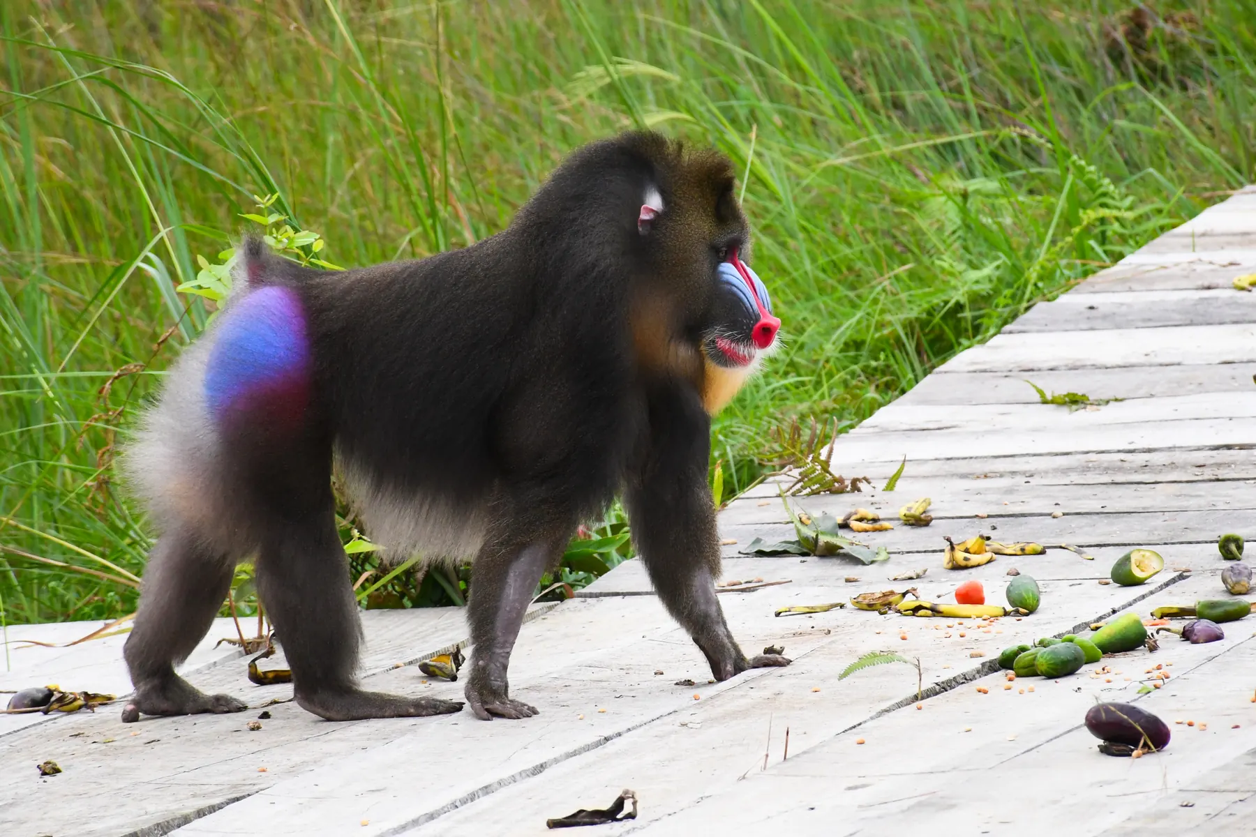 Mandrill marchant sur un ponton en bois
