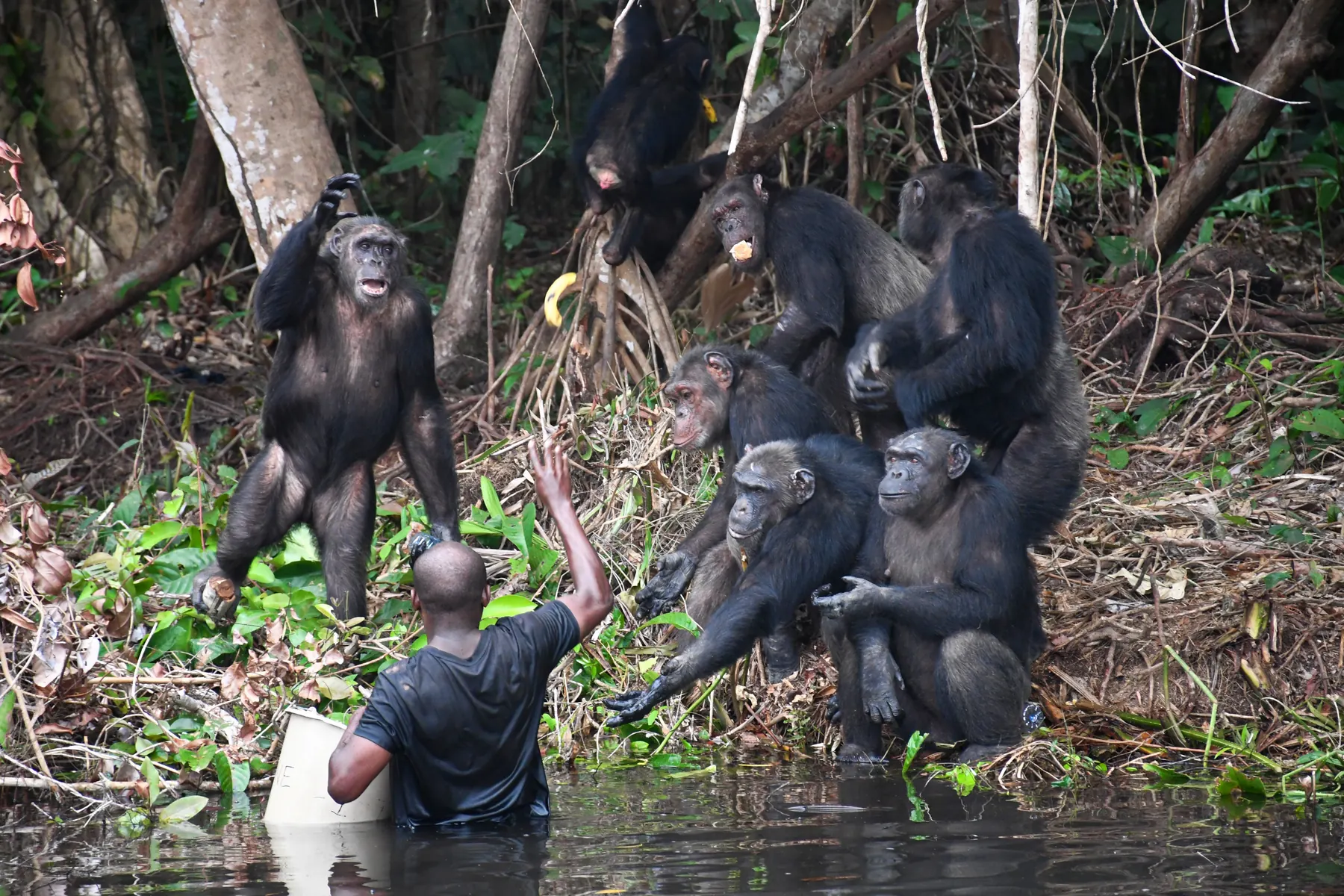Un soigneur, dans l’eau jusqu’à la taille, tend de la nourriture à un groupe de chimpanzés